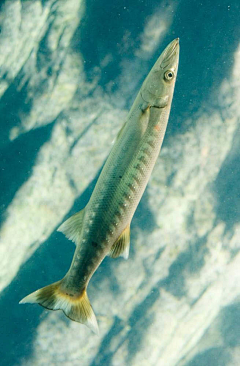 怕冷的鸟采集到海洋生物