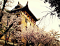 朋友投稿：中国－武汉




武汉大学。我的母校~樱花盛开的时节，人比花多...图为武汉大学传统建筑——老斋舍