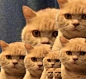 网红猫咖喱表情包，咖喱给给～ ​​​​