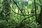 【小说】刚果热带雨林探险 激斗数十米巨大蟒蛇
