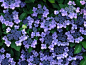 紫阳花