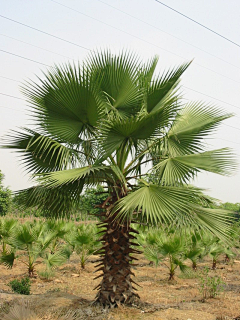 H-种植设计采集到棕榈科植物