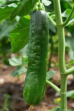 田园蔬菜高清图片