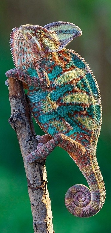 Super chameleon • Ar...