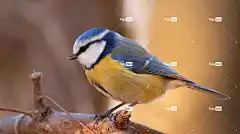蓝雀 山雀 鸟 高清壁纸 动物 自然 野生动物 禽类 背景