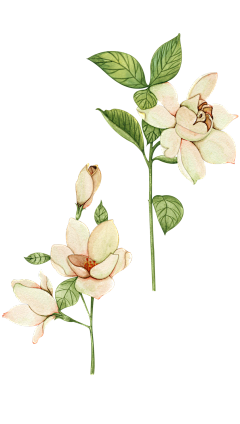 禾-乃采集到花花草草PNG