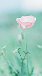 花开花落花无悔，缘来缘去缘如水。 
花谢为花开，花飞为花悲。 
花悲为花泪，花泪为花碎。 
花舞花落泪，花哭花瓣飞。 
花开为谁谢，花谢为谁悲。
