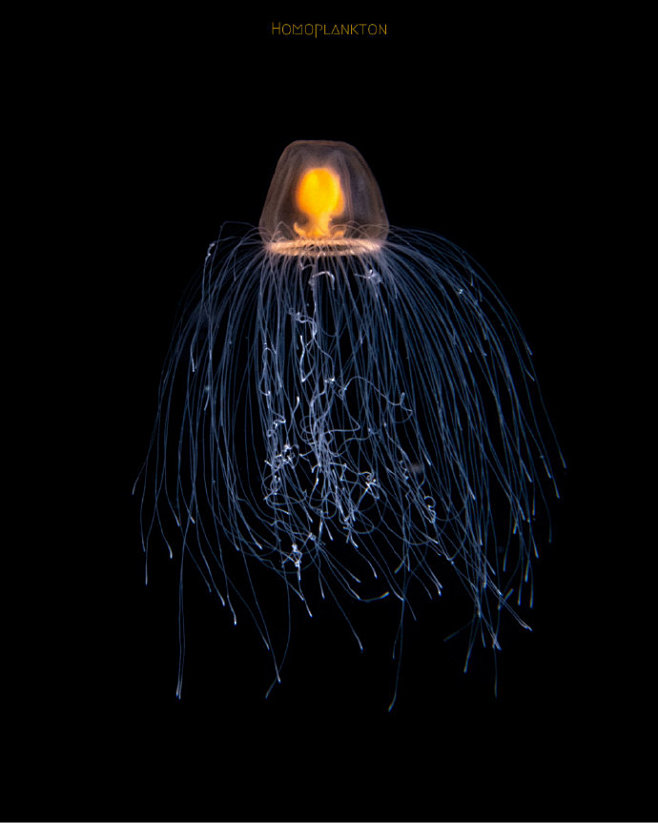 灯塔水母 immortal jellyfish turritopsis spp ————————它的
