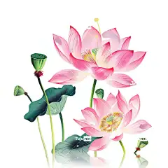 荷花荷叶荷塘插画手绘唯美