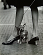 Yale Joel for LIFE - Chihuahua and Pappagallo Shoes, 1961. ☚