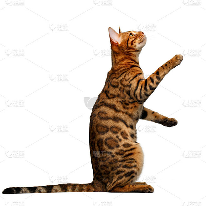 孟加拉猫站起来，抬头看