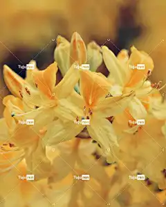 杜鹃 黄色 春天 花 衬套 阳光明媚 盛开 花壁纸 自然