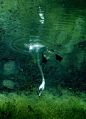 Swan Underwater