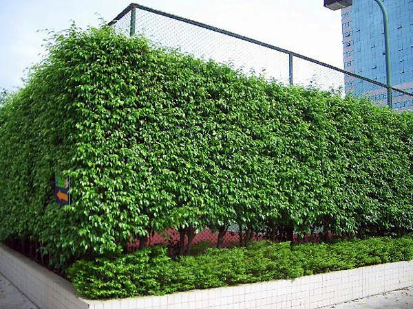 垂榕绿篱