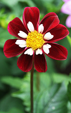 Venbiubiu采集到花参考