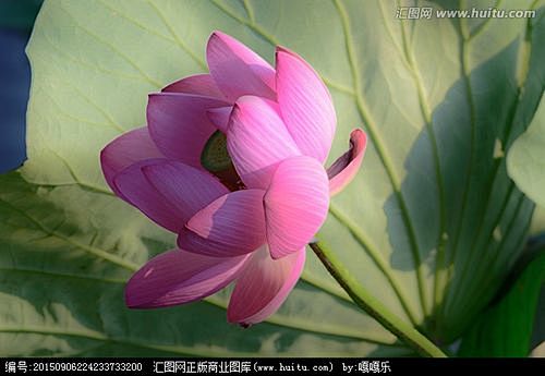 荷花_百度图片搜索