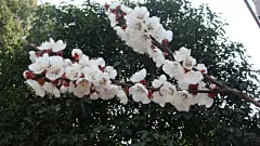 洁白的杏花图片桌面壁纸桌面壁纸4