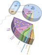 The composition of a bacterial cell | Learn Science at Scitable