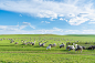 草原牧场与羊群图片素材
