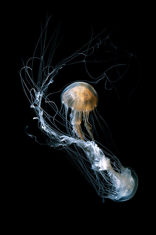 Medusa by Guido Moca...