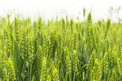 一诺千金之402采集到小麦玉米