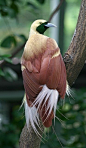 our-amazing-world:<br/>paradise bird Amazing World beautiful amazing