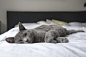 adorable, animal, bed