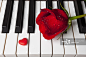 Red rose and candy heart on piano keys_创意图片