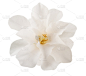 茶花花