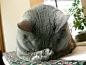 千龙网--图片--猫咪超强睡姿集锦(图)