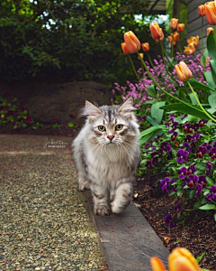 游走的猫🐈采集到动物素材