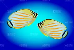 海底海洋生物海洋鱼类热带鱼多彩鱼类菜谱手绘插画ai矢量设计素材-淘宝网