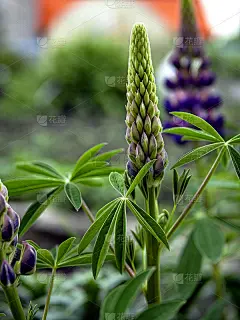 模糊的自然背景上未开封的羽扇豆花蕾