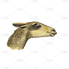头羊驼或羊驼孤立在白色背景上。水彩手绘插画的美国动物与棕色羊毛。完美的印刷，封面，装饰。