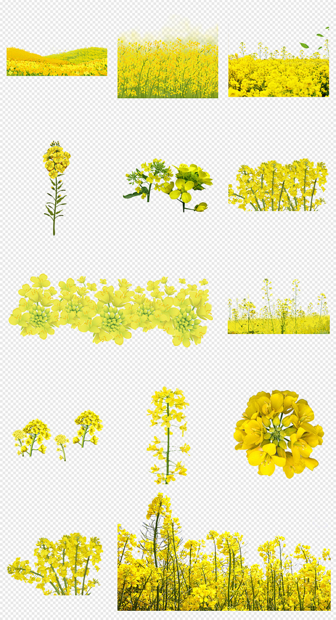 油菜花花海手绘油菜花PNG免抠素材