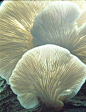 Oyster Mushroom