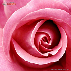 小花xiaohua采集到粉玫瑰