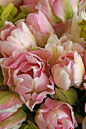 Tulip double 'Angelique' | Flowers and Plants | Pinterest
