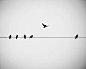 bird photography winter birds on a wire black and white photography 8x10 8x12 fine art photography nature birds flying print neutral: 