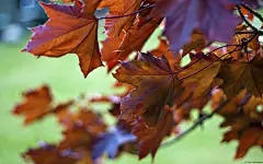 生命的力量植物桌面壁纸3