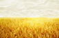 slide03_intro_bg.jpg (1660×1080) 麦穗