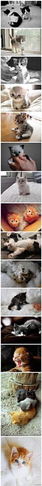 啊啊啊啊萌的受不了。。。。。。。。。。。好想我的猫猫。。。。