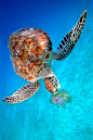 malcolmxing:

Green Sea Turtle | by Ai Gentel