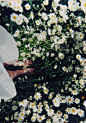 #摄影（花）#