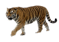 老虎PNG