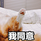 #著名网黄猫日# 黄猪猪你是我最喜欢的猪 ​​​​