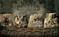 cats funny owls  / 1680x1050 Wallpaper