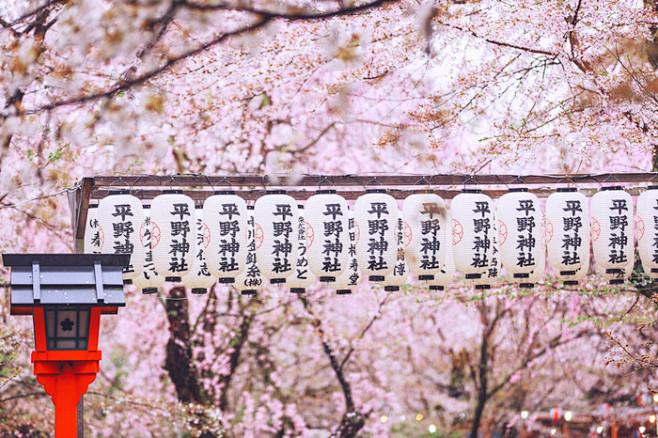 「By顺妞」关西樱花祭·你是我未偶遇那些...