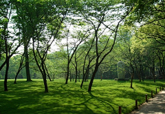 富川sz采集到阳光草坪