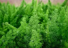 绿色植物的特写镜头